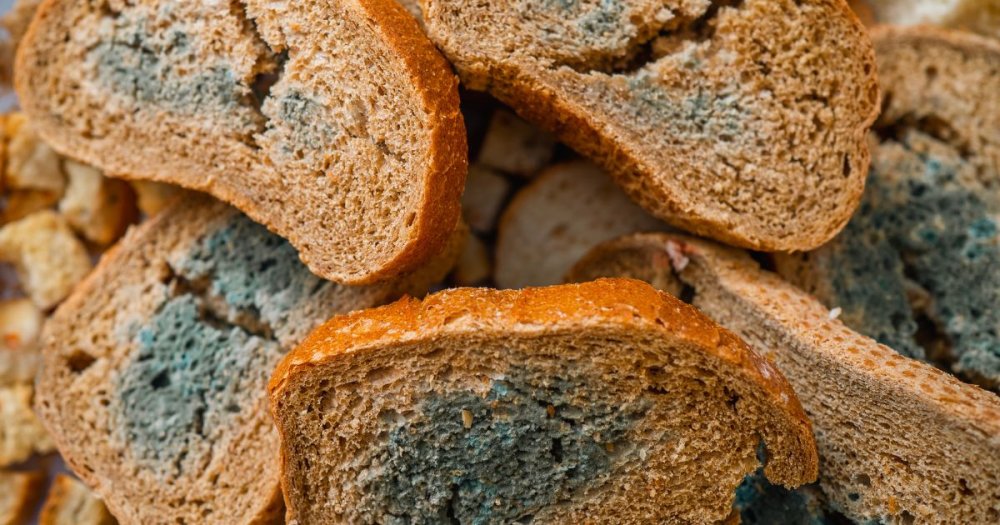 Pečivo pro slepice: proč může víc škodit než pomáhat?