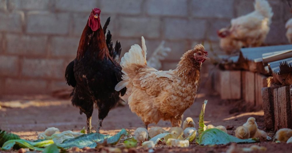 Proč se dává ocet do vody pro slepice? 