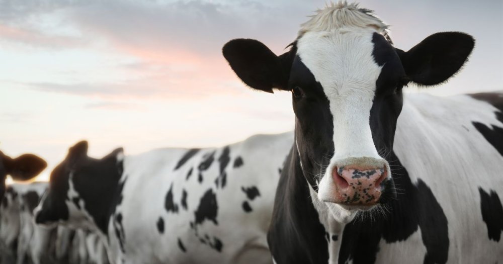 Čím se krmí dobytek: Jak na chov hospodářských zvířat