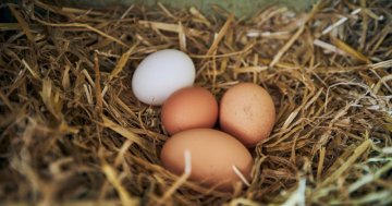 10 důvodů, proč slepice snáší vajíčka s tenkou skořápkou a jak tomu předejít