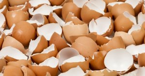 Krmení slepic skořápkami: Jak nejlépe doplnit vápník?
