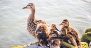 Krmná směs pro kachny: Na tohle si dejte bacha