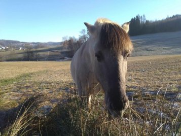 Porozumění a řešení zátěžové myopatie u koní: Komplexní průvodce