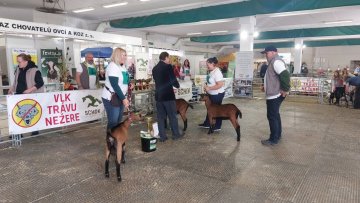 Výstava hospodářských zvířat  Lysá nad Labem 2025