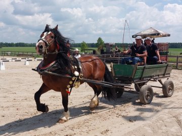 Kvalifikace na Mistrovství ČR chladnokrevných koní 2024