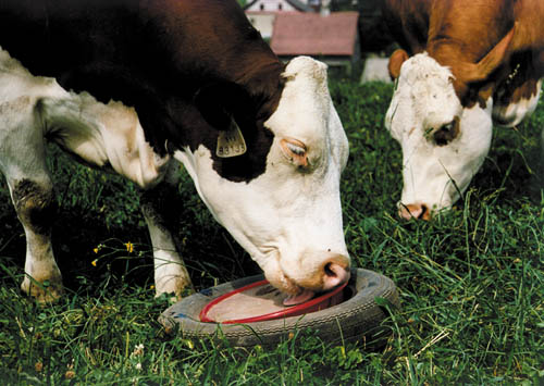 Minerální lizy - využití: Liz Mg-P