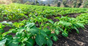 Co je pro slepice jedovaté a co jim dát k jídlu?