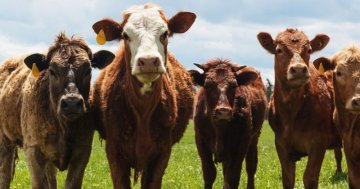 Čím se krmí dobytek: Jak na chov hospodářských zvířat