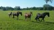 Význam pufrů u koní v souvislosti s výskytem žaludečních vředů