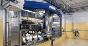 Kdy začne kráva dojit a jak ji správně krmit?