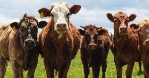 Čím se krmí dobytek: Jak na chov hospodářských zvířat