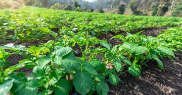 Co je pro slepice jedovaté a co jim dát k jídlu?