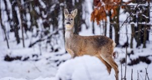 Čím krmit srnky v zimě? Co jedí a co jim ubližuje