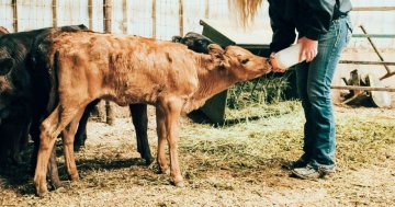 Krmení telat: Jak správně krmit telata a na co si dát pozor