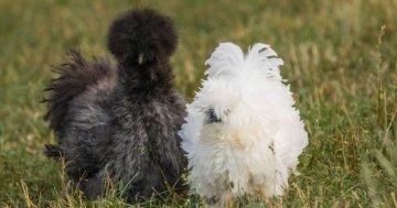 Slepice hedvábnička a 10 důvodů, proč si ji pořídit