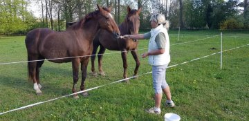 Jak správně pečovat o vašeho koně