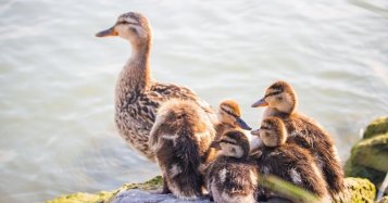 Krmná směs pro kachny: Na tohle si dejte bacha