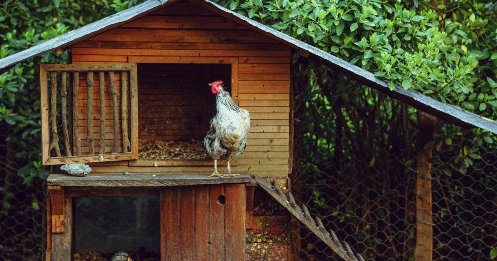 Zateplený kurník pro slepice 