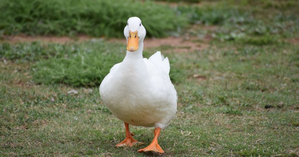 čím krmit kachny