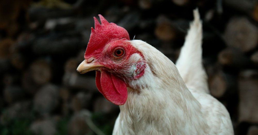 jak dlouho žije slepice