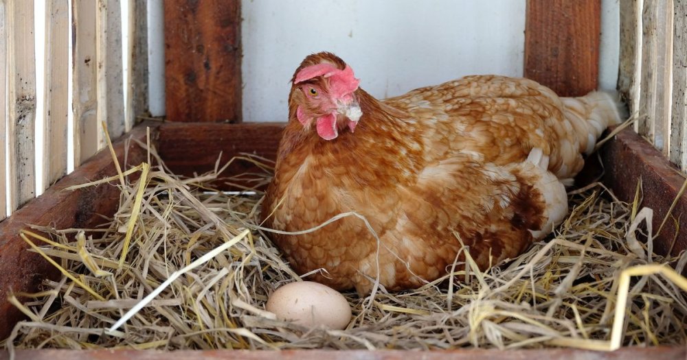 proč slepice snáší vajíčka s tenkou skořápkou