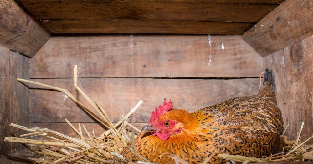 Zateplený kurník pro slepice 