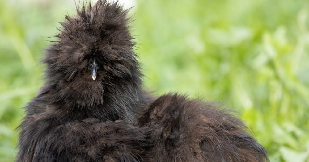 Slepice hedvábnička