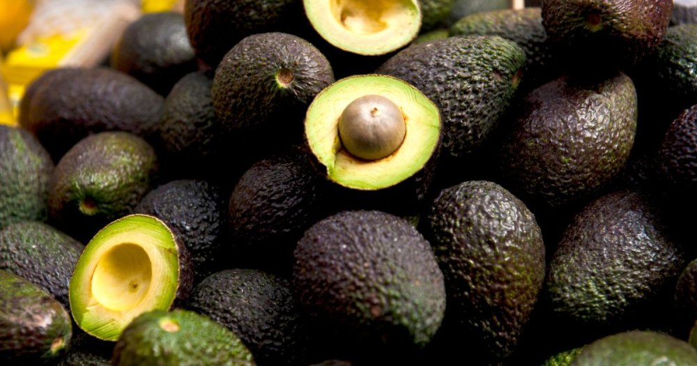 Co je pro slepice jedovaté a co jim dát k jídlu?