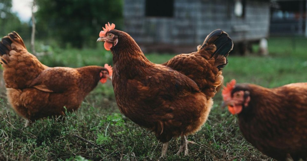 Proč se dává ocet do vody pro slepice? 