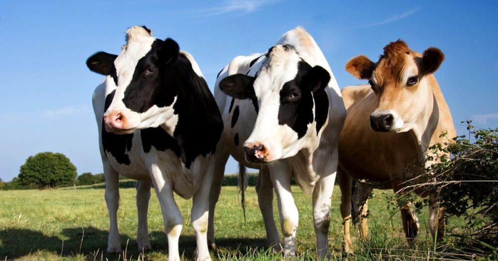 Kolik dojí kráva