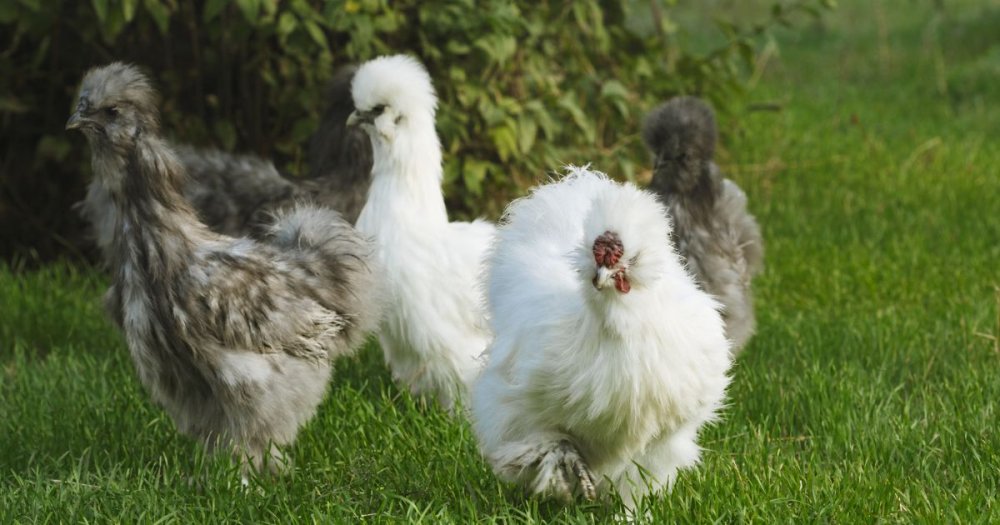 Slepice hedvábnička